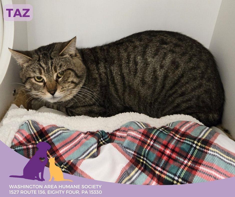 Enlarge Taz, an adoptable mixed breed in Eighty Four, PA image 3/3