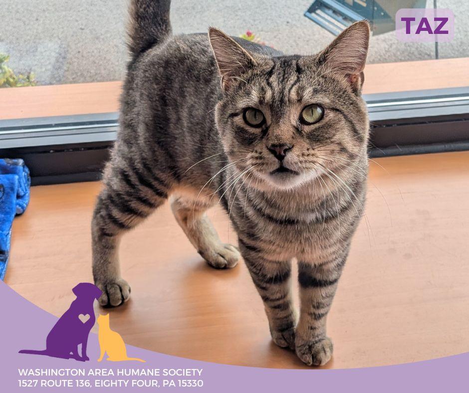 Taz, adoptable, Adult Male Domestic Short Hair.