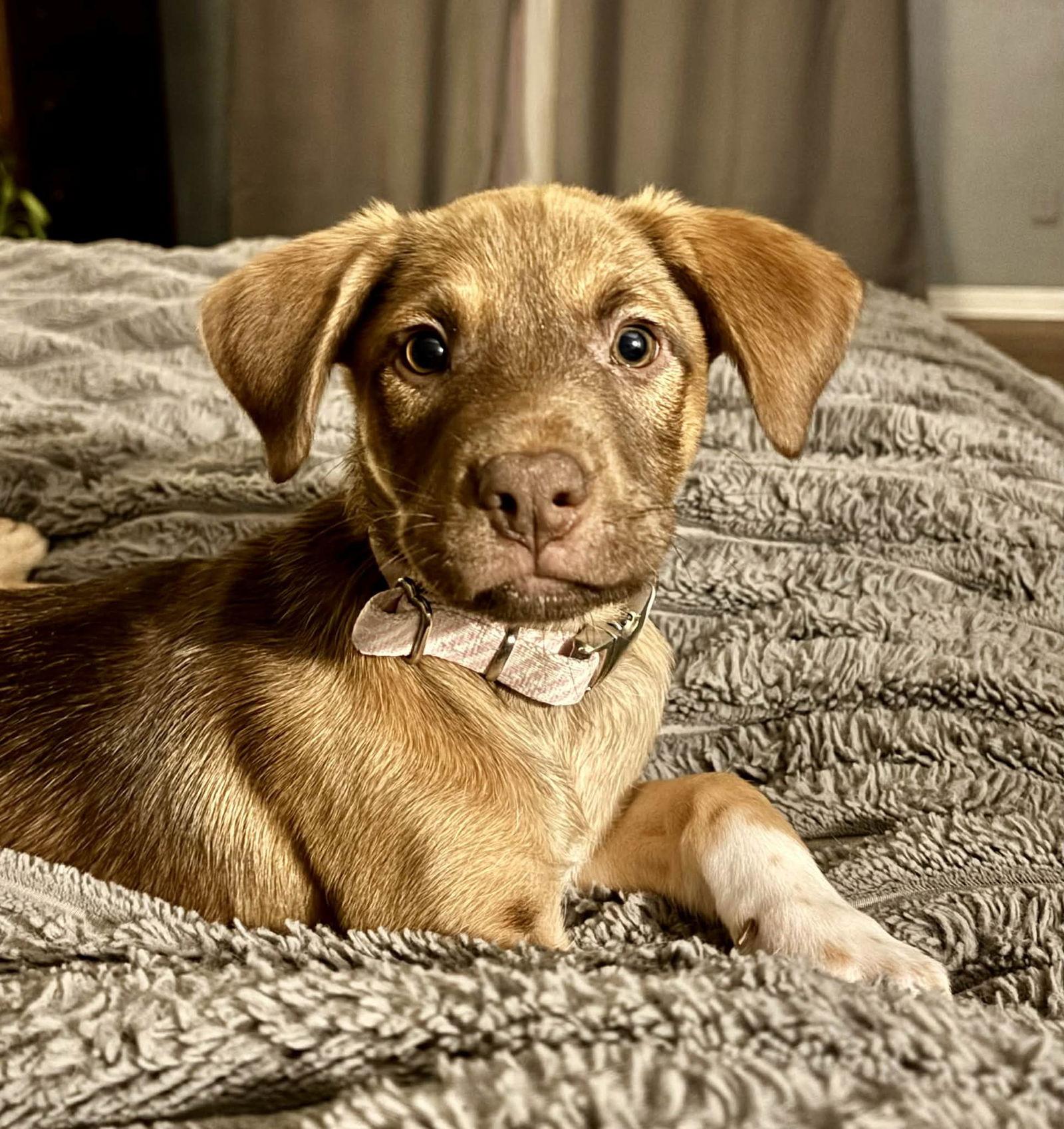 River, Adoptable, Puppy Female Mixed Breed.