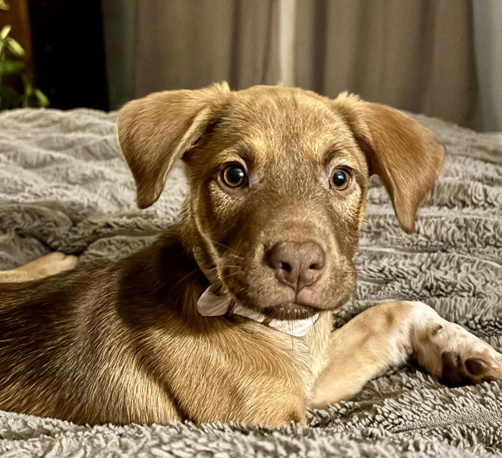 River, a Adoptable Mixed Breed in Barnhart, MO image 2/3