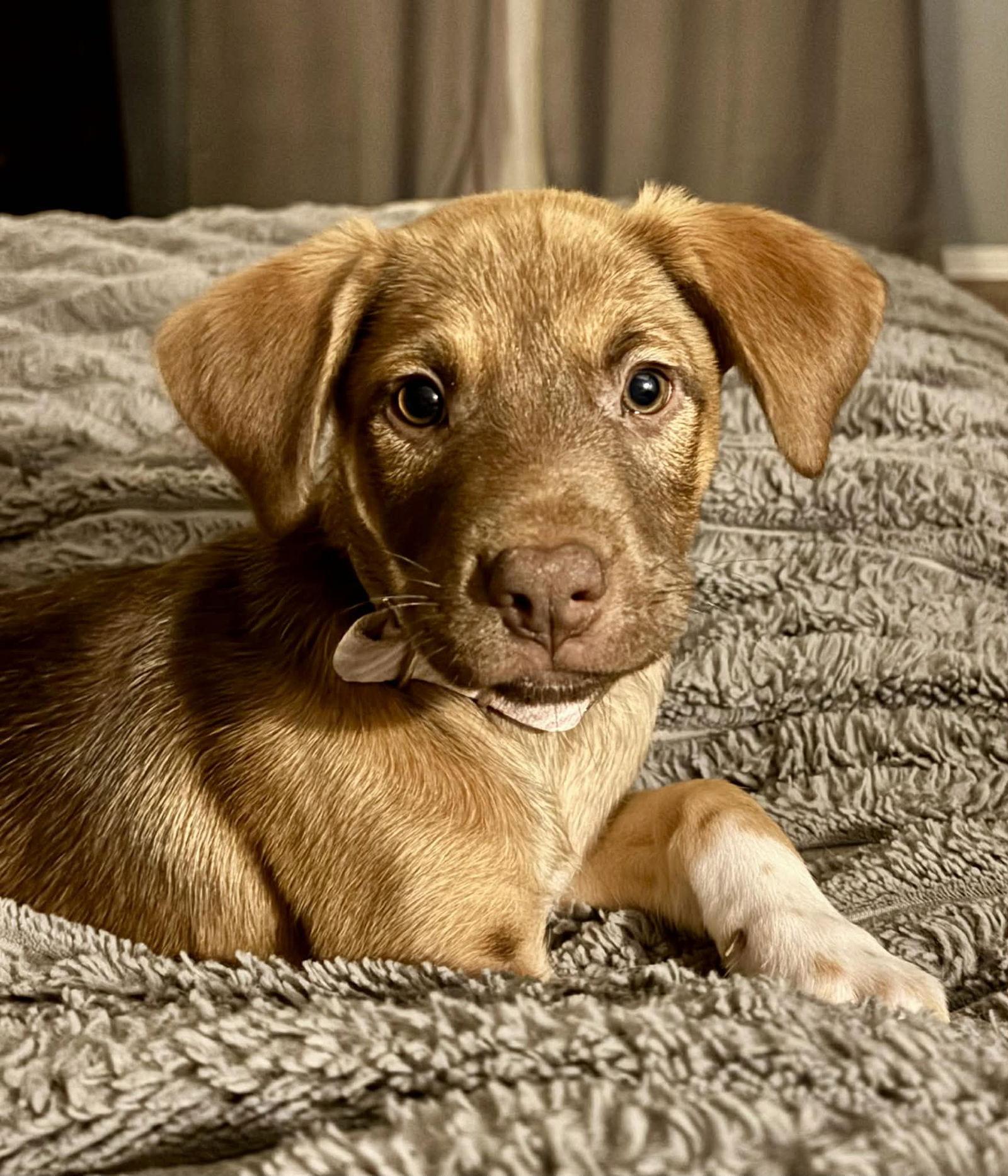 River, a Adoptable Mixed Breed in Barnhart, MO image 3/3
