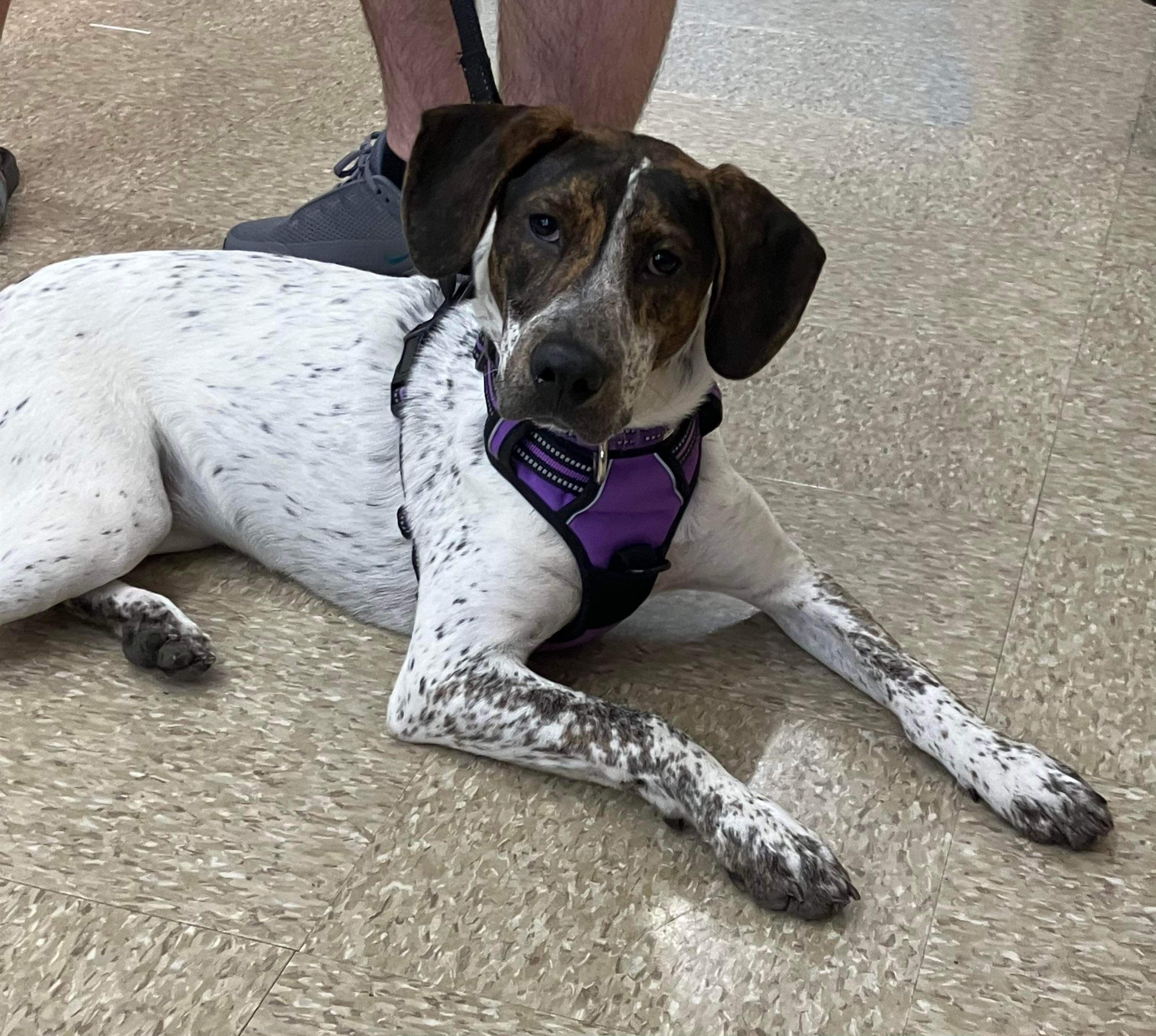 Shania, Adopted, Puppy Female Pointer.