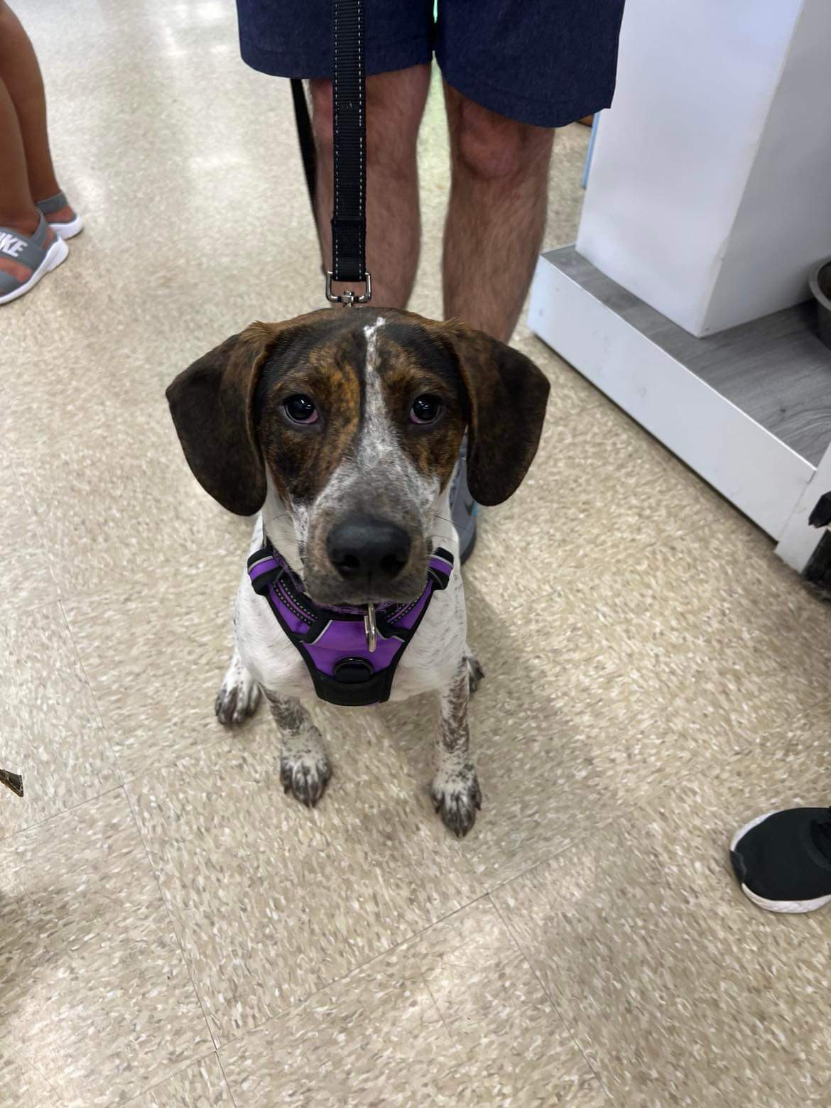 Enlarge Shania, a Adopted Pointer in Highland, NY image 3/3