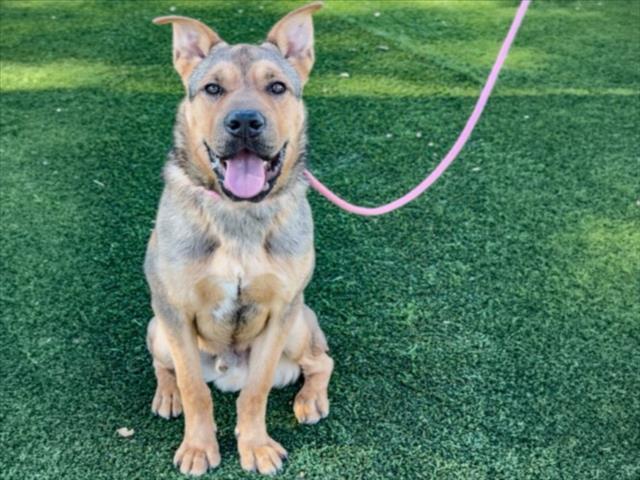 Enlarge TOBY, a Adoptable Shar-Pei in Los Angeles, CA image 1/1