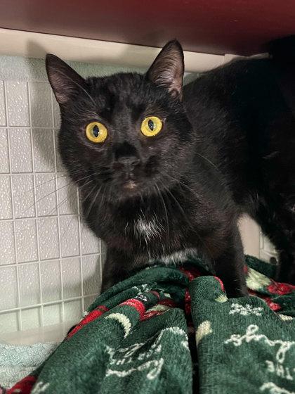 Luka, a Adoptable mixed breed in Elmira, NY image 2/2