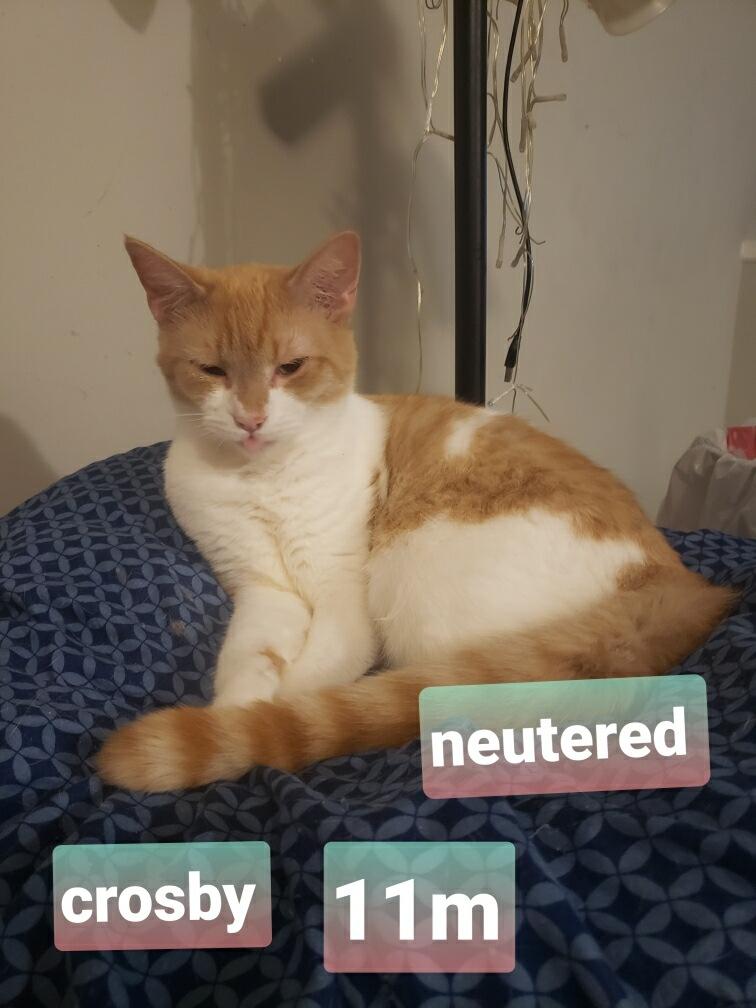 Enlarge Crosby, a ADOPTABLE Domestic Medium Hair in Crossville, TN image 1/1