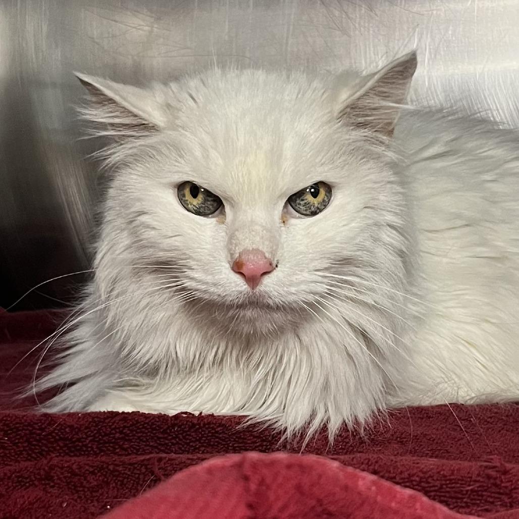Enlarge Frannie, a Adoptable Ragdoll in Palm Springs, CA image 1/4