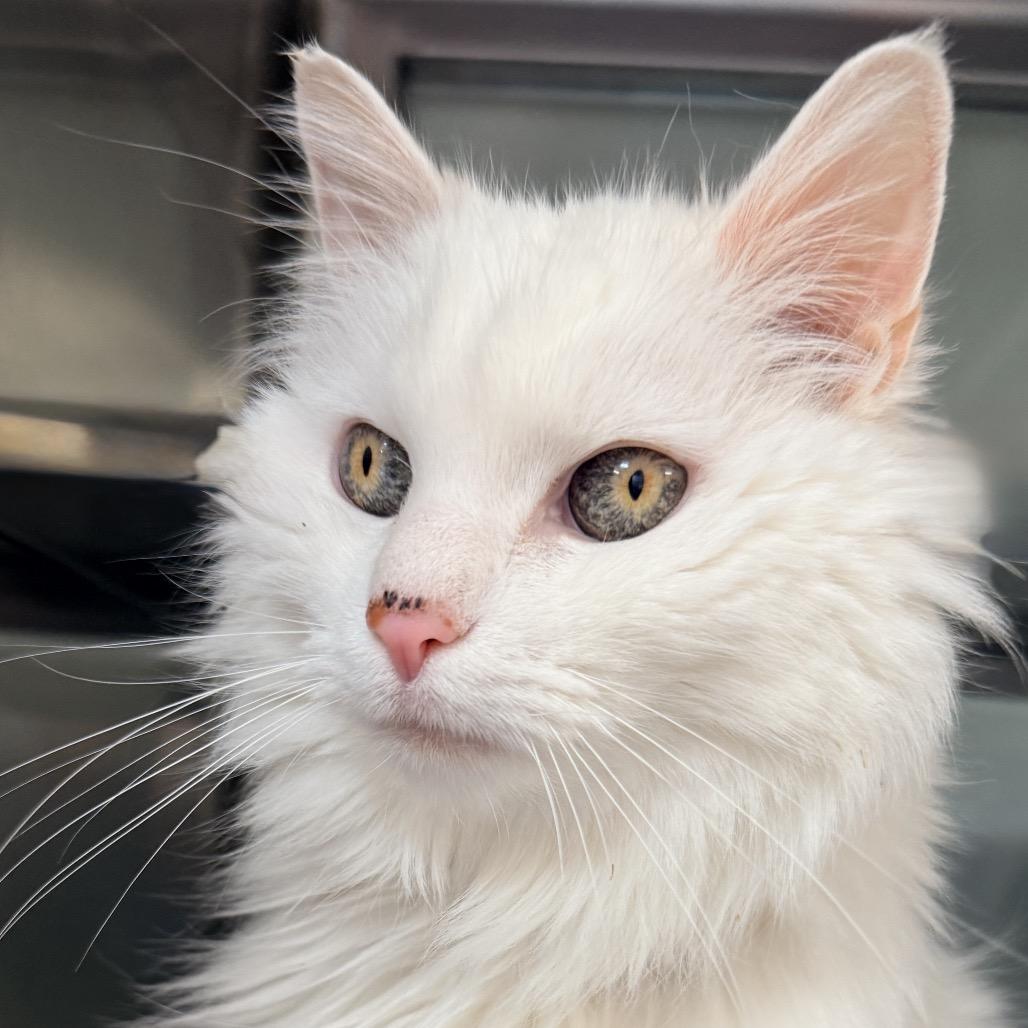 Enlarge Frannie, a Adoptable Ragdoll in Palm Springs, CA image 2/4