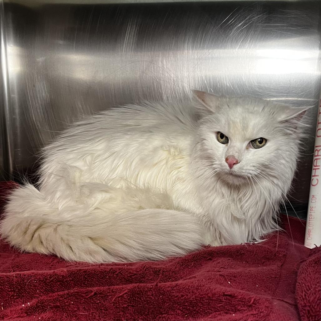 Enlarge Frannie, a Adoptable Ragdoll in Palm Springs, CA image 3/4