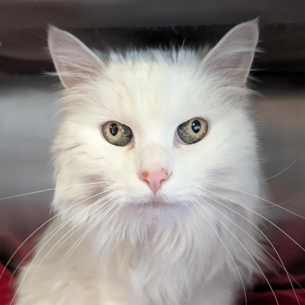 Enlarge Frannie, a Adoptable Ragdoll in Palm Springs, CA image 4/4
