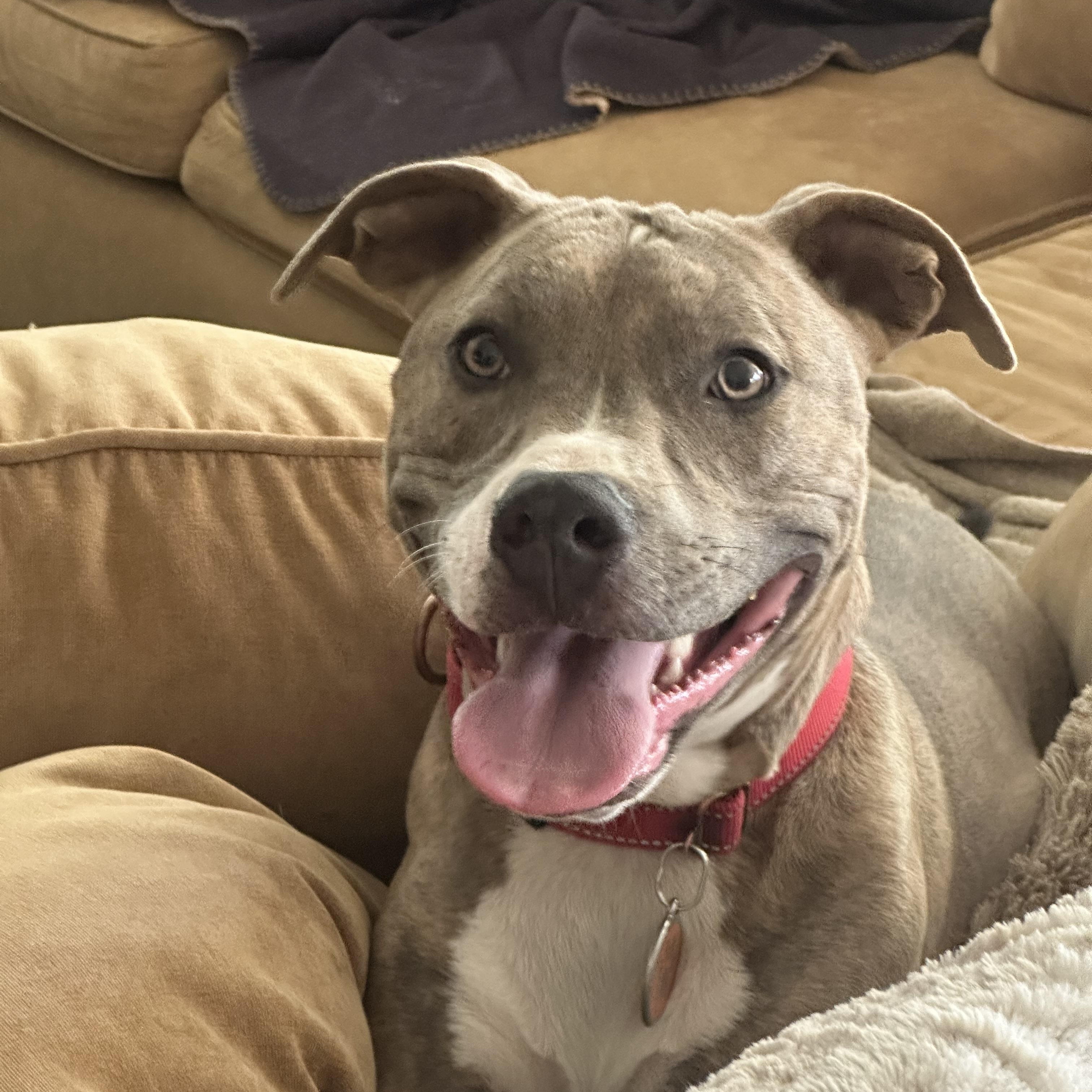 Pepper, Adoptable, Young Female Pit Bull Terrier.