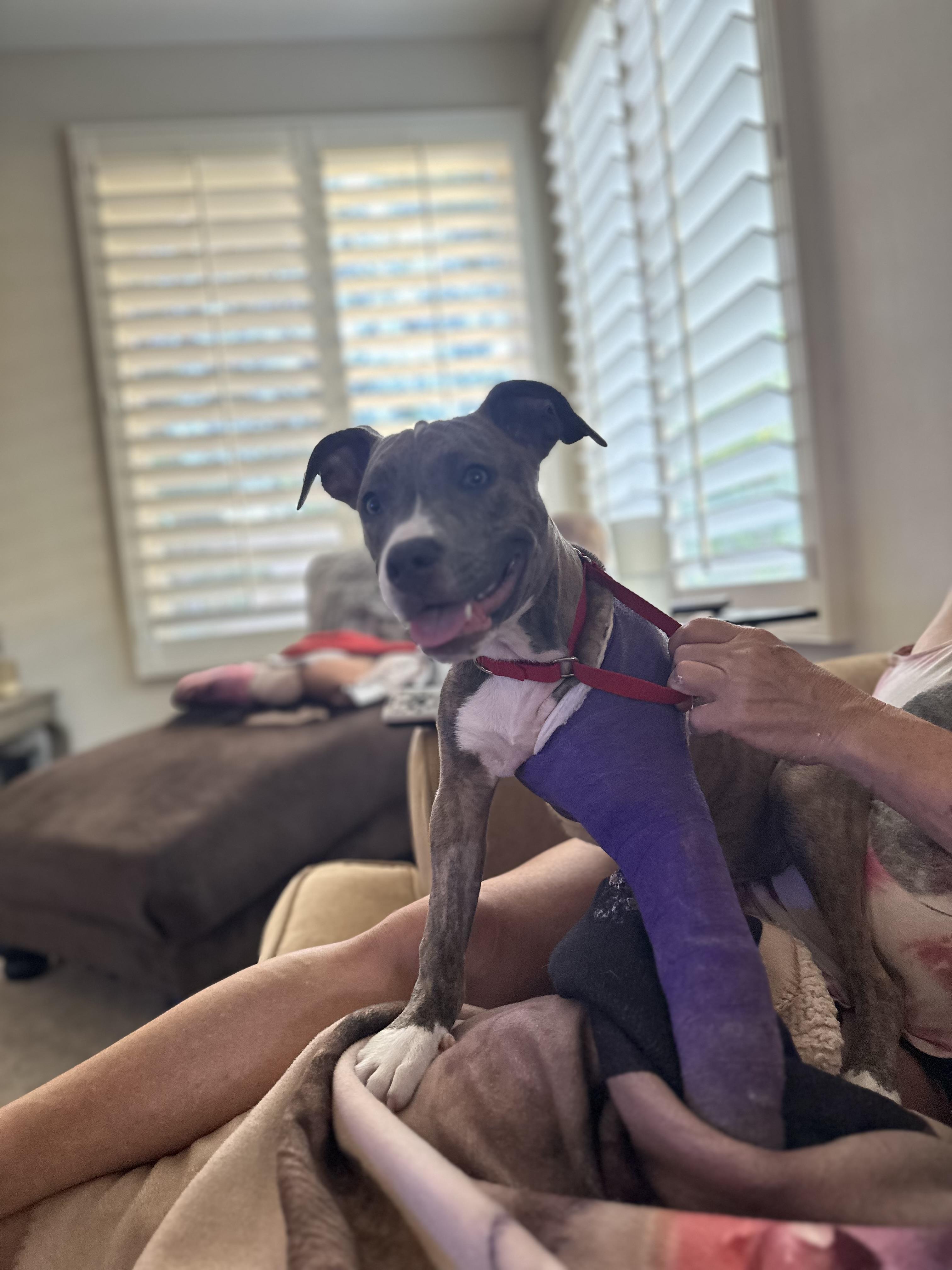 Pepper, Adoptable, Puppy Female Pit Bull Terrier.