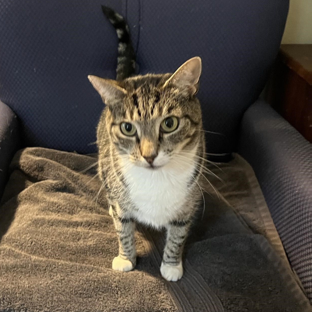 Lara, a Adoptable Tabby image 5/5