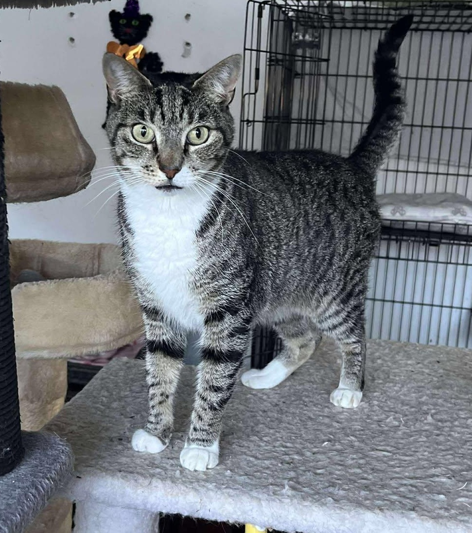 Lara, a Adoptable Tabby image 2/5