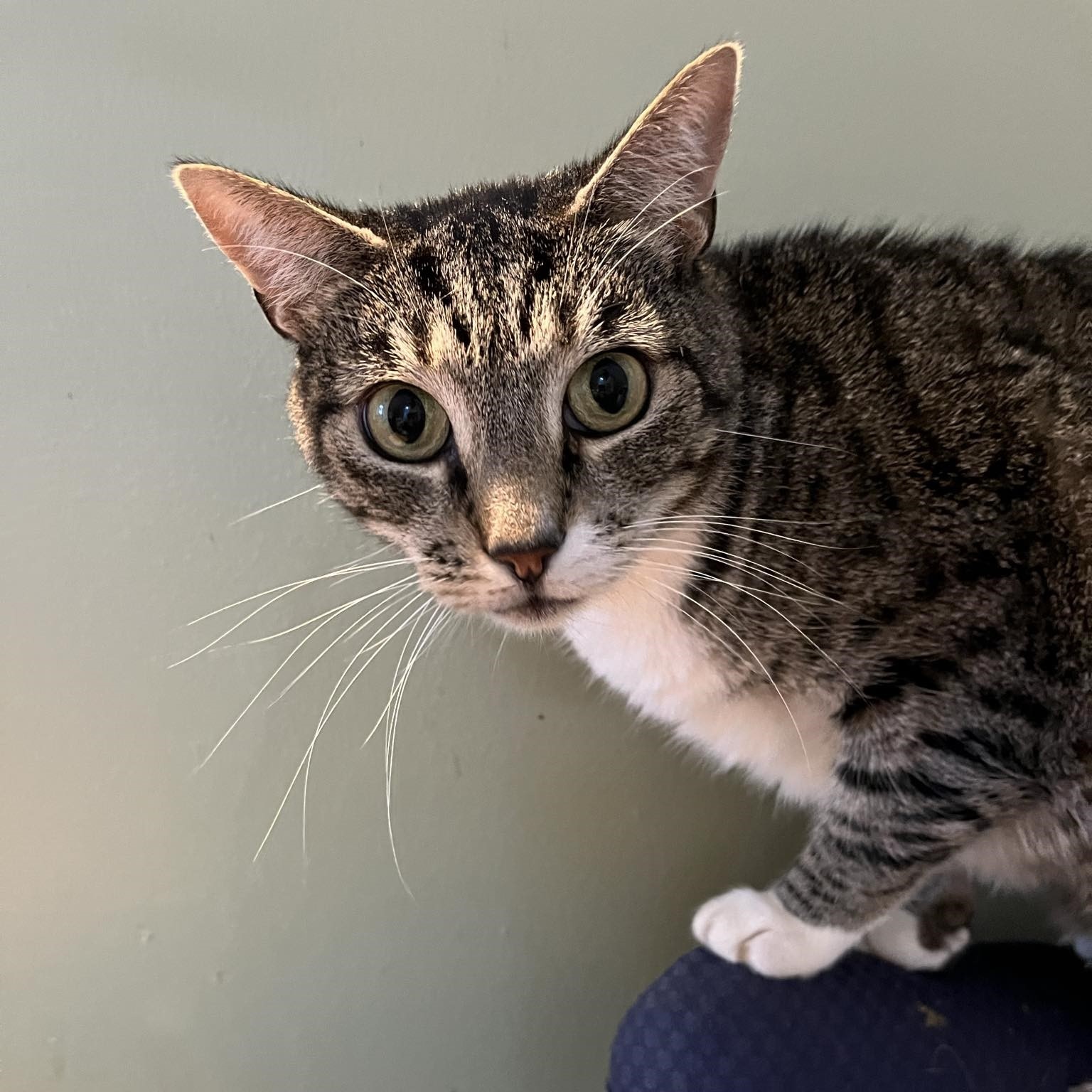 Lara, a Adoptable Tabby image 4/5