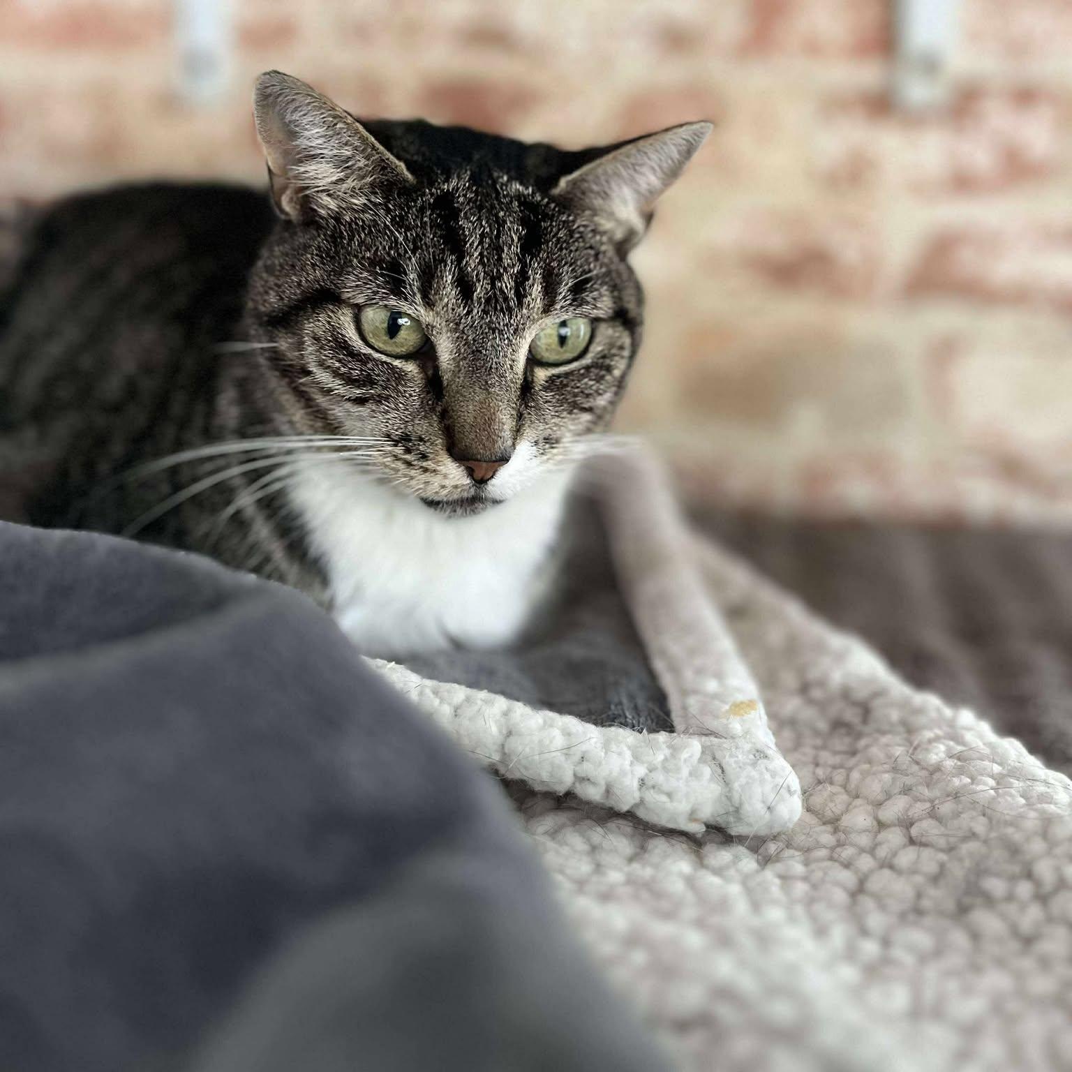 Lara, a Adoptable Tabby image 1/5