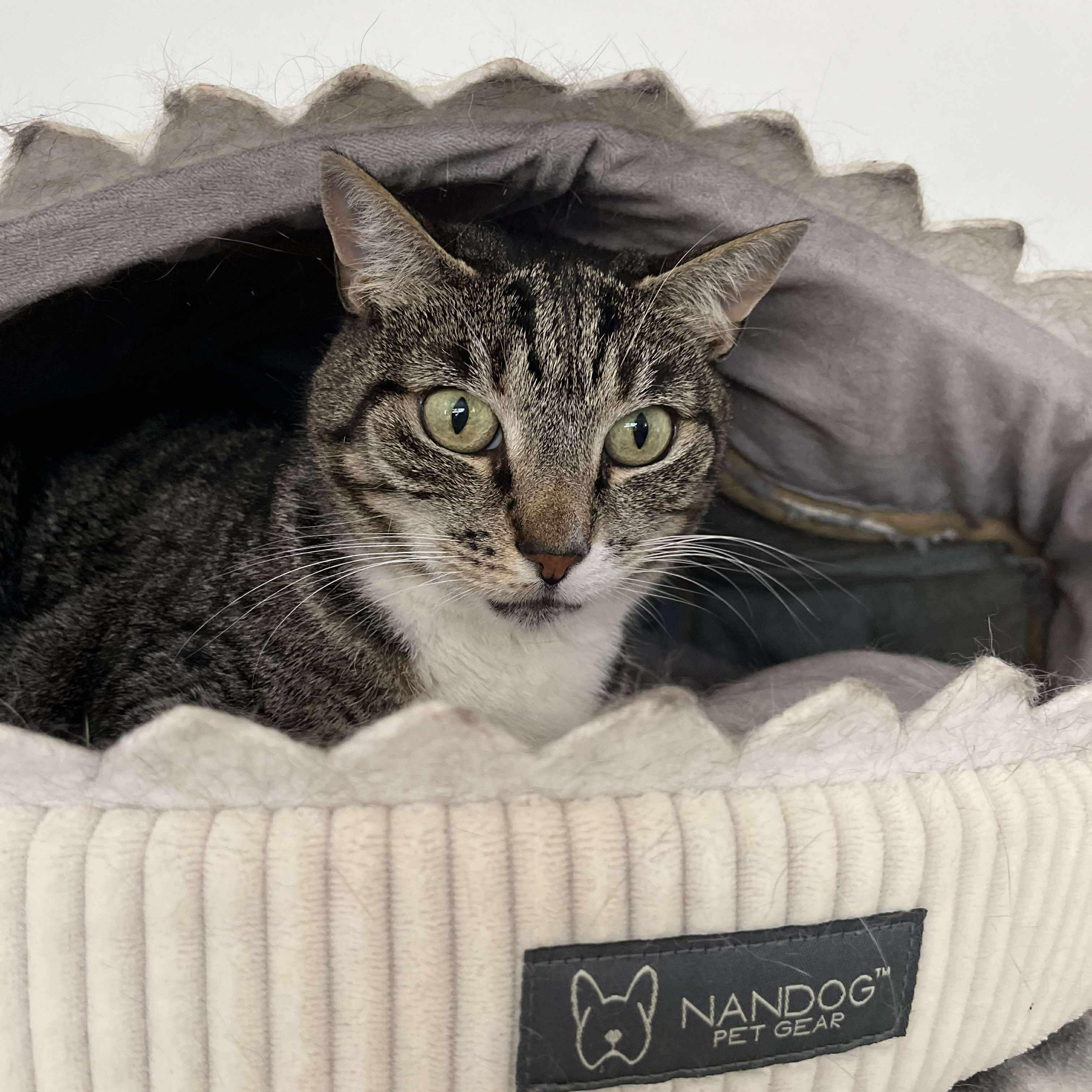 Lara, a Adoptable Tabby image 3/5