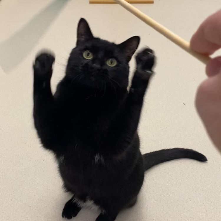 Kitty, Adoptable, Adult Female Domestic Short Hair.