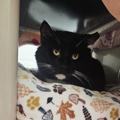 Basil, Adoptable, Adult Male Domestic Short Hair & Domestic Short Hair.