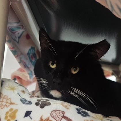 Enlarge Basil, a Adoptable mixed breed in Scotia, NY image 2/3