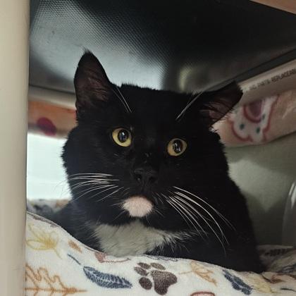 Enlarge Basil, a Adoptable mixed breed in Scotia, NY image 3/3