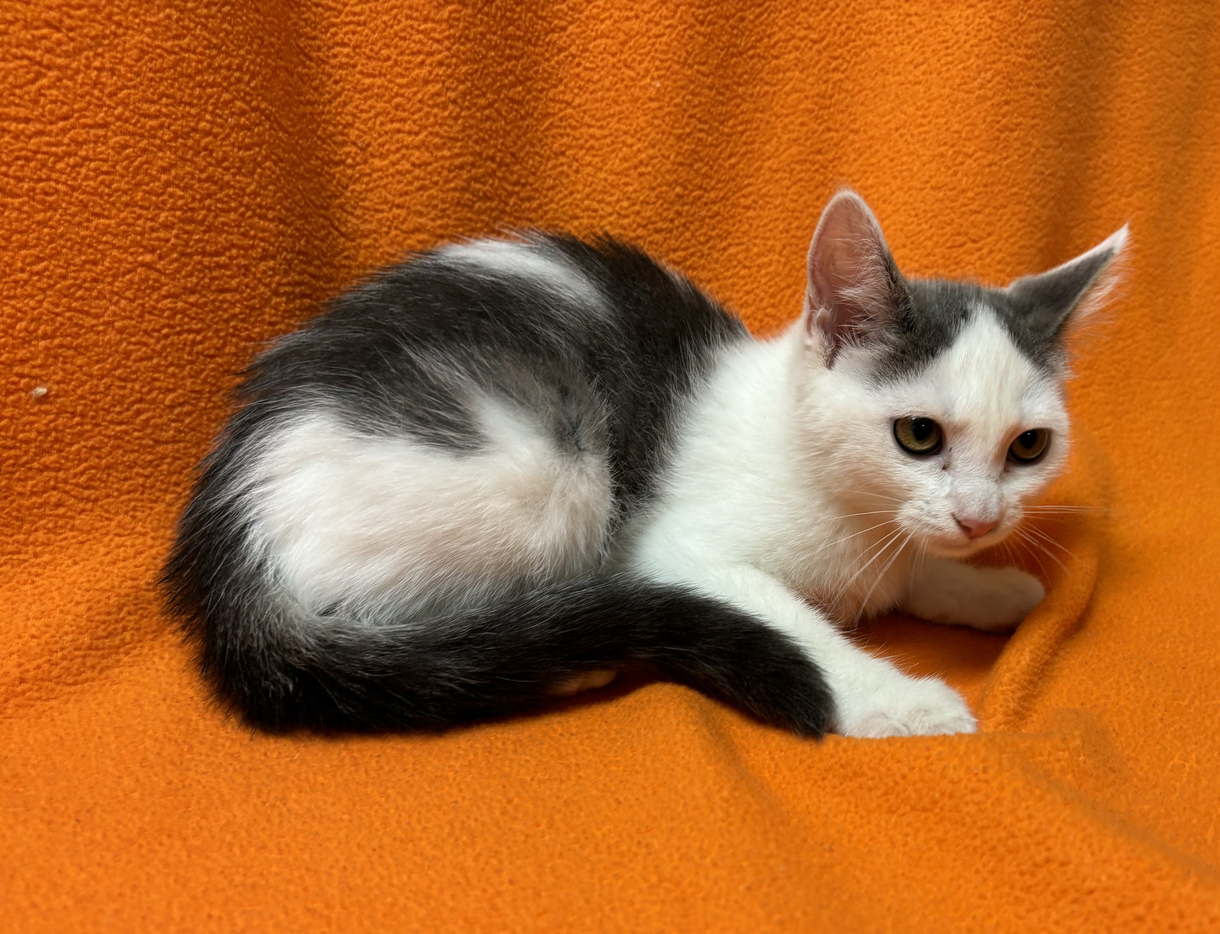 Shimmer, a Adoptable Domestic Short Hair in Hawk Point, MO image 1/4