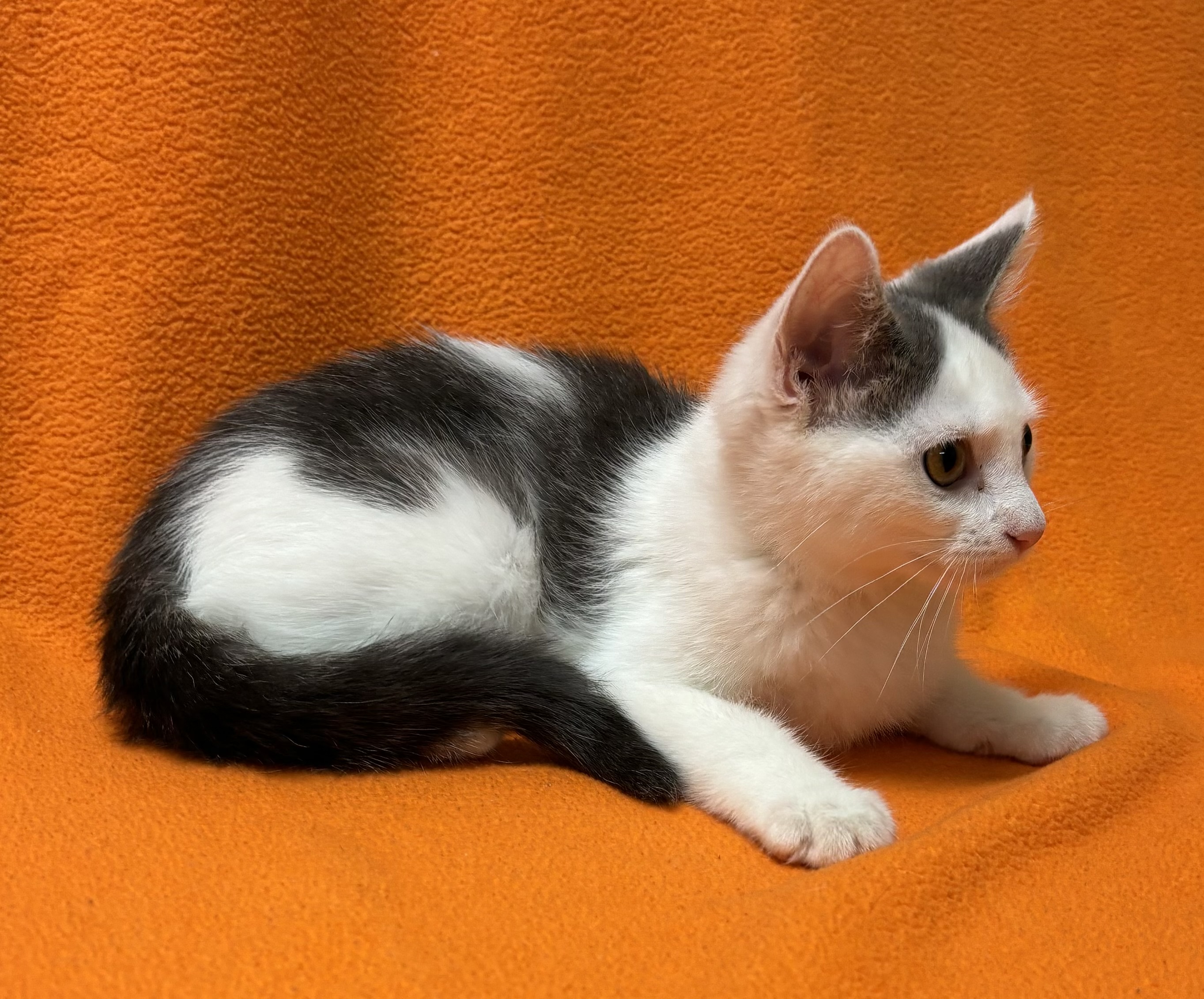 Shimmer, a Adoptable Domestic Short Hair in Hawk Point, MO image 2/4