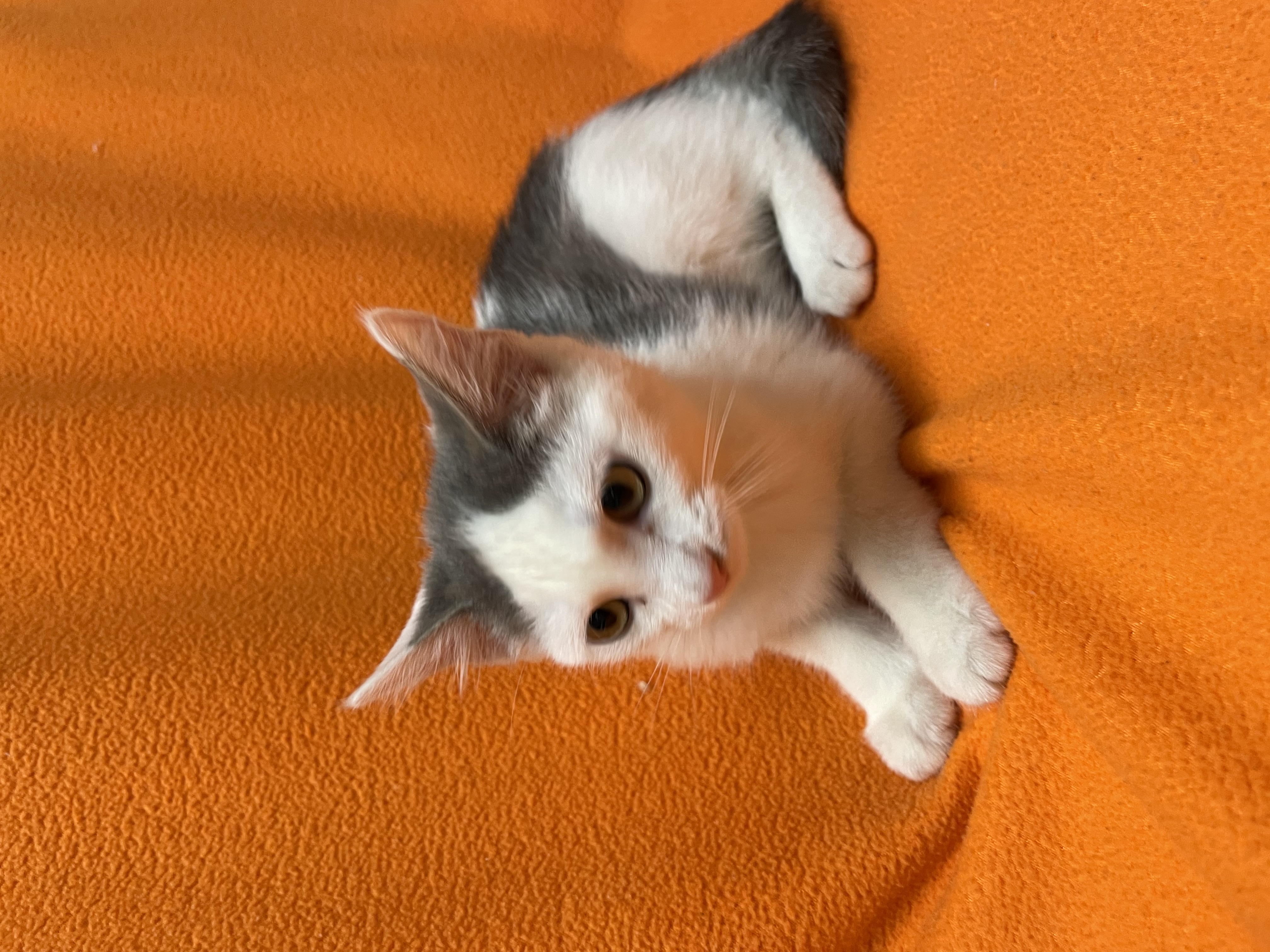 Shimmer, a Adoptable Domestic Short Hair in Hawk Point, MO image 3/4