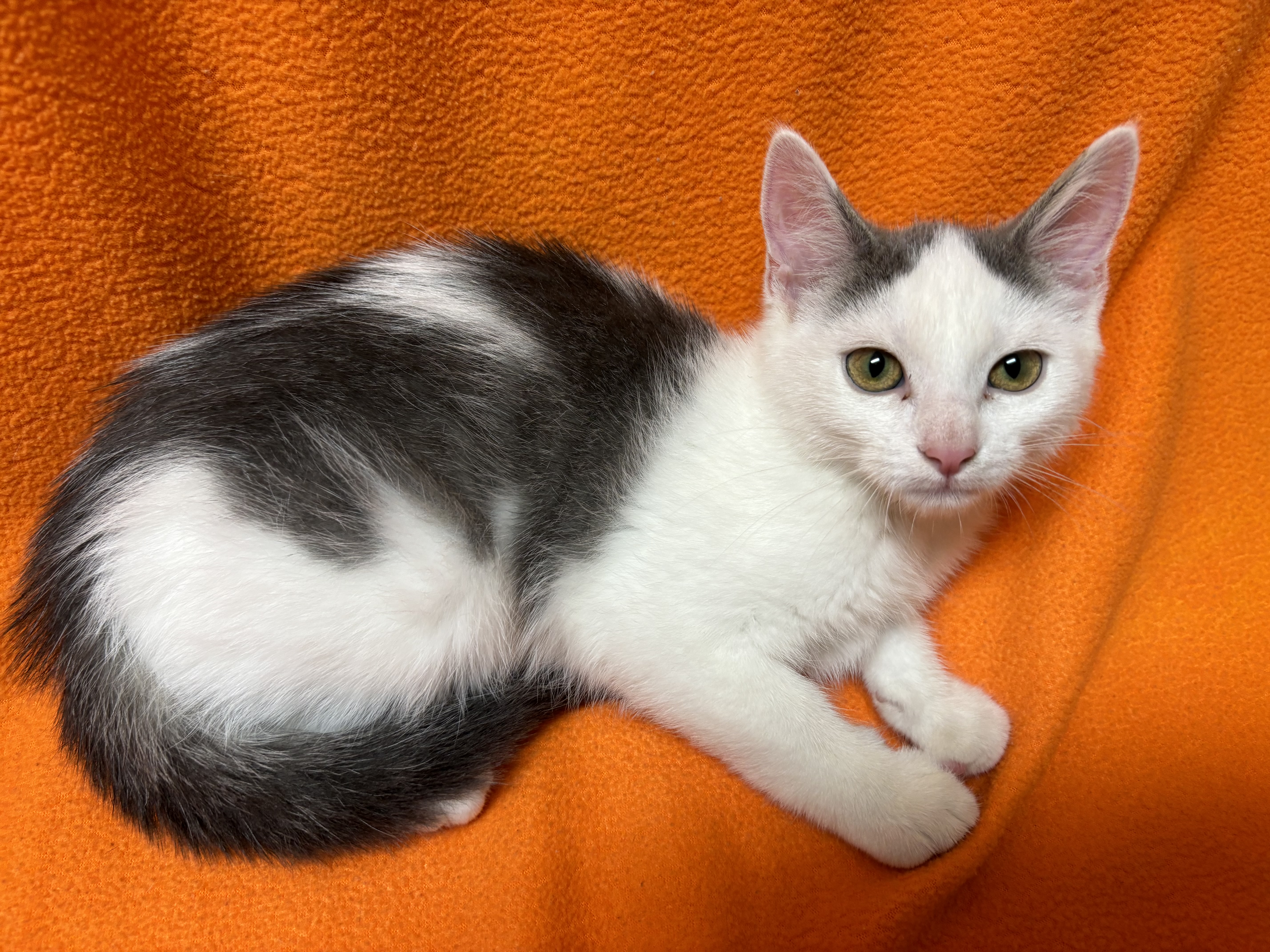 Shimmer, a Adoptable Domestic Short Hair in Hawk Point, MO image 4/4