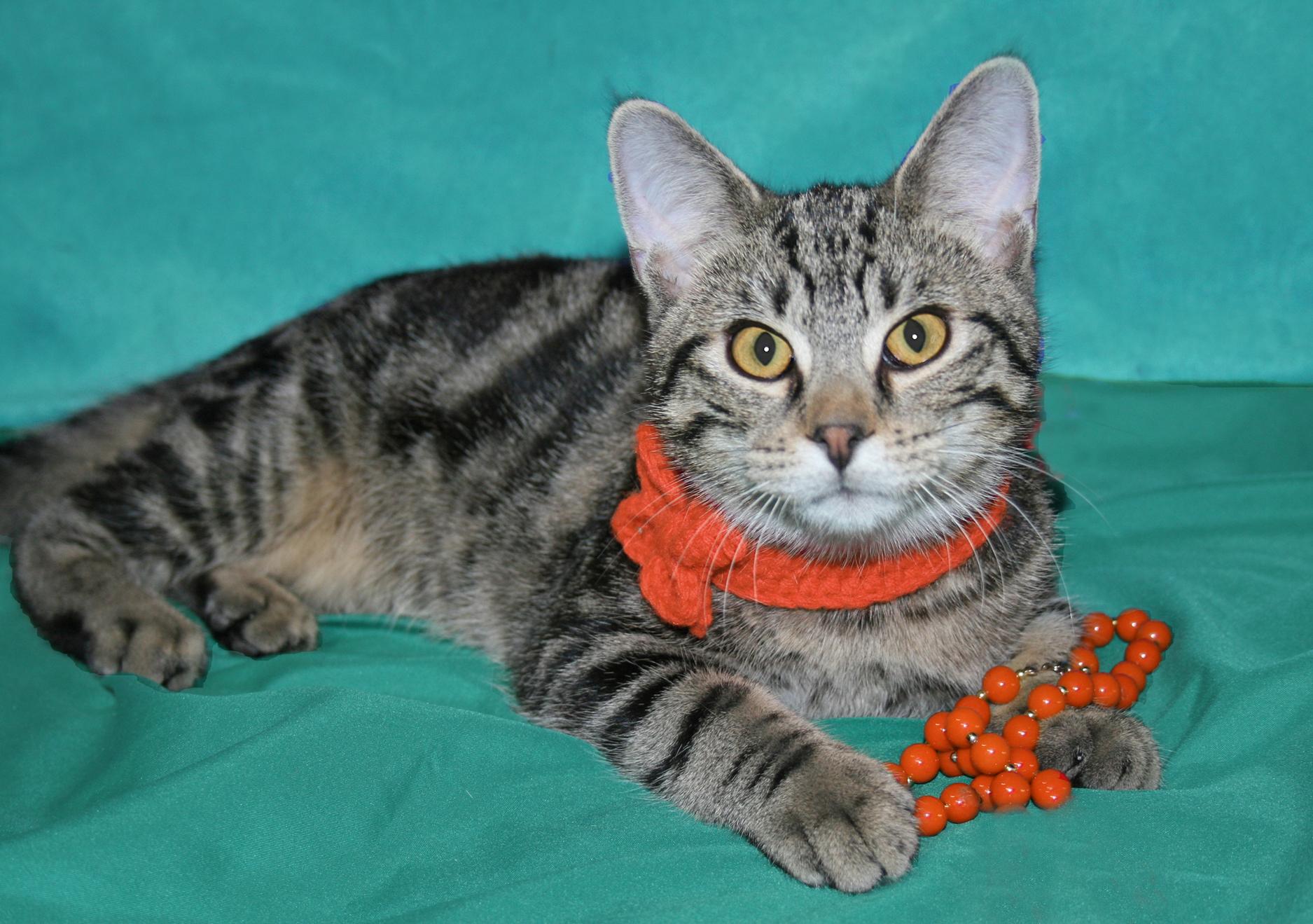 Quiote, a ADOPTABLE Tabby in Victoria, MN image 1/4