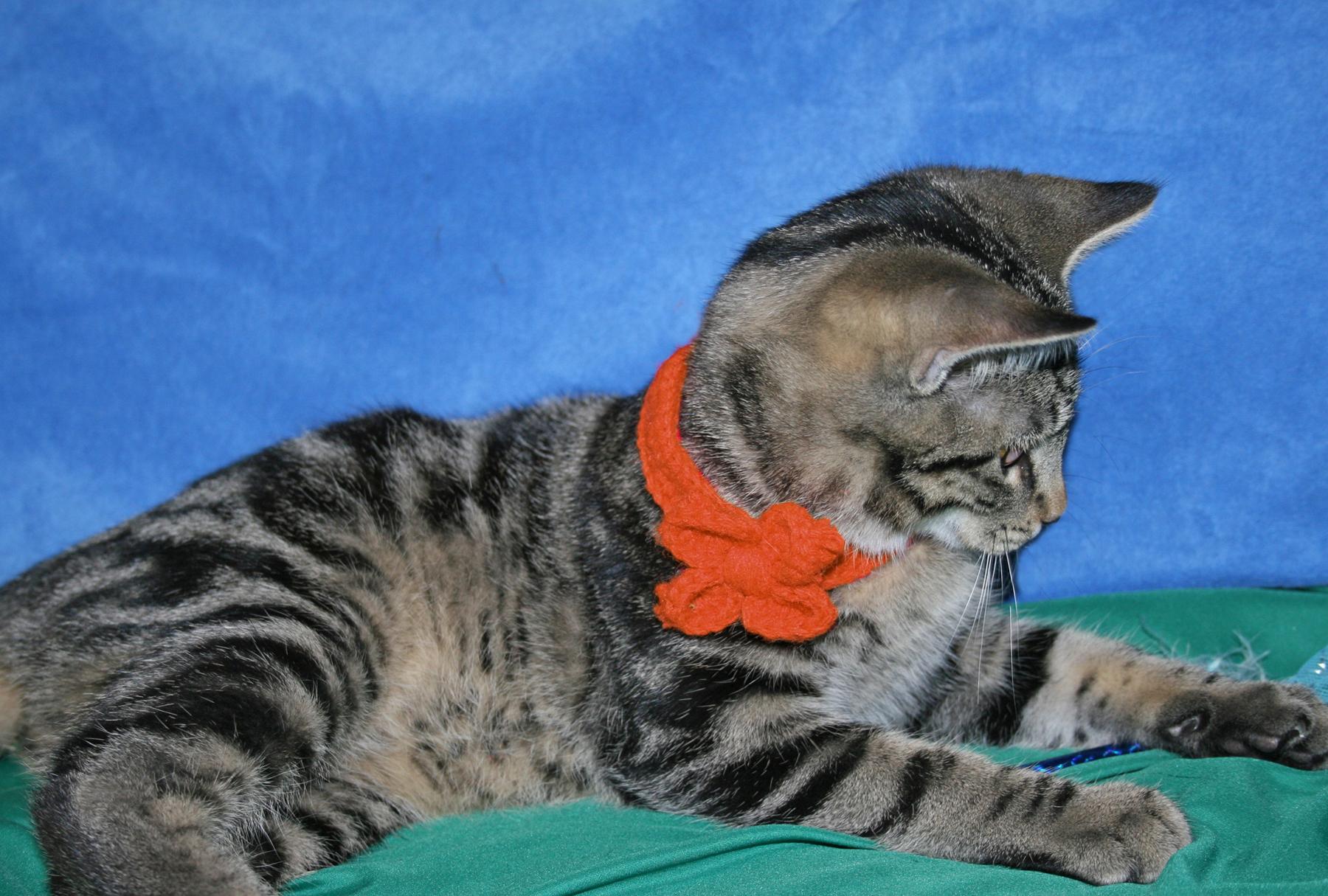Quiote, a ADOPTABLE Tabby in Victoria, MN image 2/4