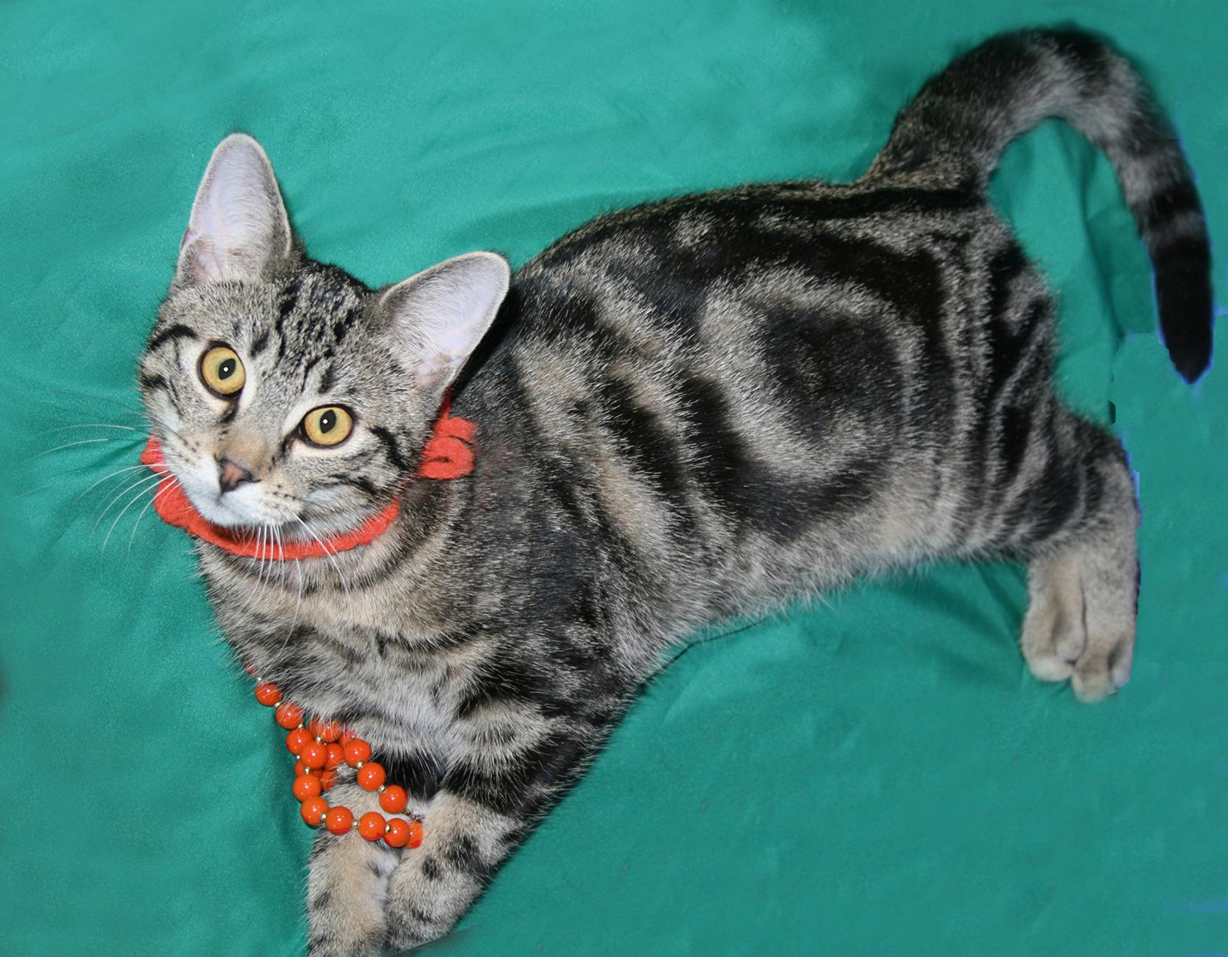 Quiote, a ADOPTABLE Tabby in Victoria, MN image 3/4