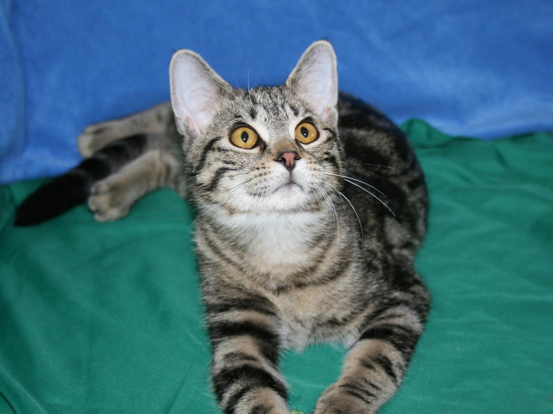 Quiote, a ADOPTABLE Tabby in Victoria, MN image 4/4