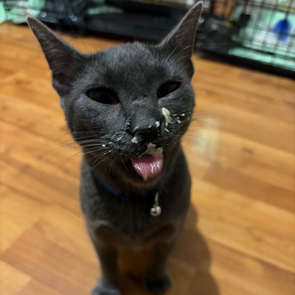 Enlarge Blinker Fluid, a Adoptable Domestic Short Hair in Wilmington, NC image 4/6