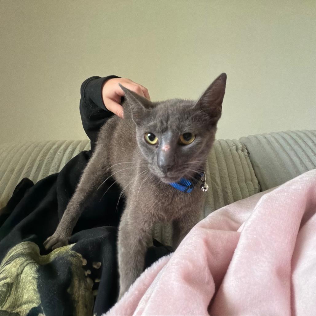 Enlarge Blinker Fluid, a Adoptable Domestic Short Hair in Wilmington, NC image 5/6
