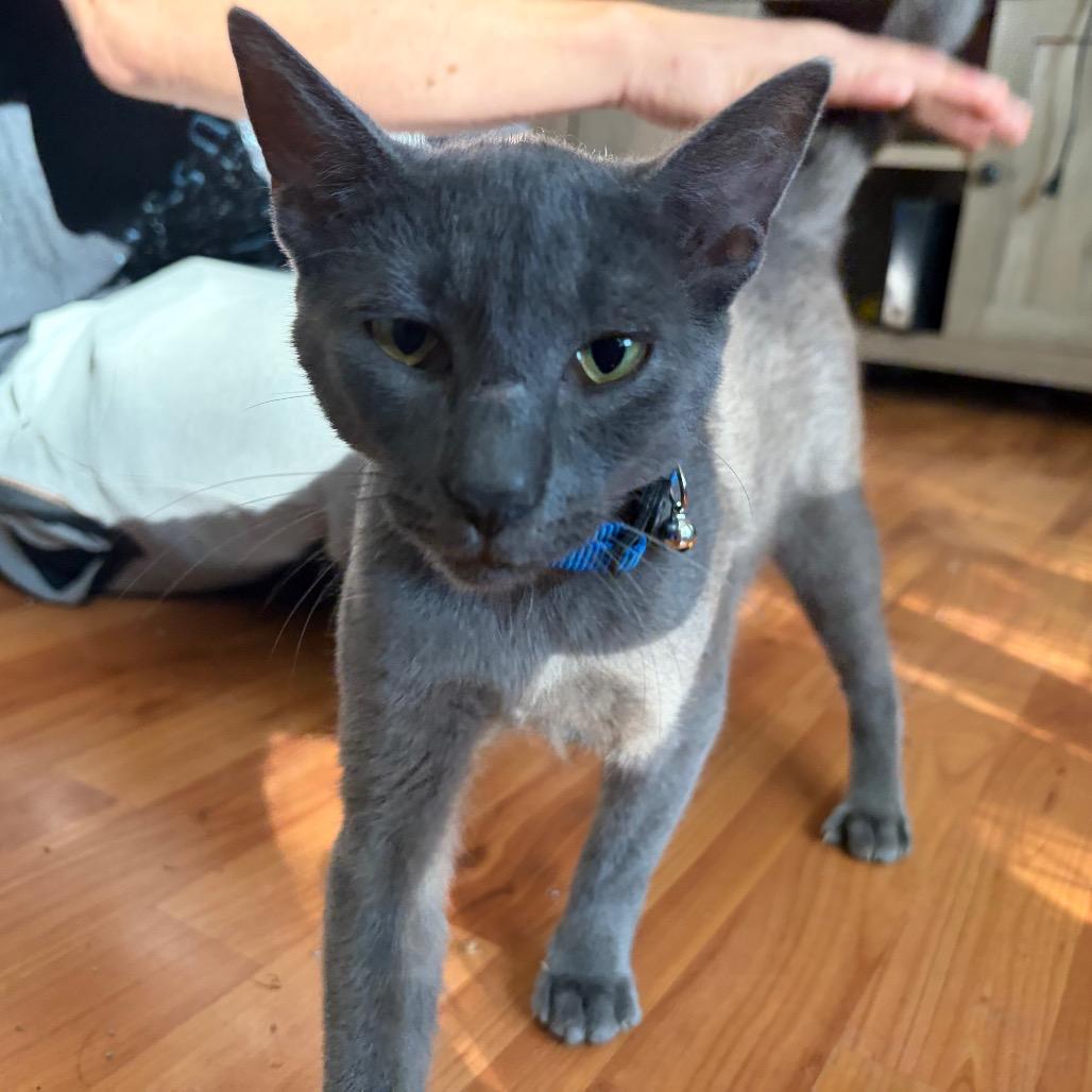 Enlarge Blinker Fluid, a Adoptable Domestic Short Hair in Wilmington, NC image 2/6