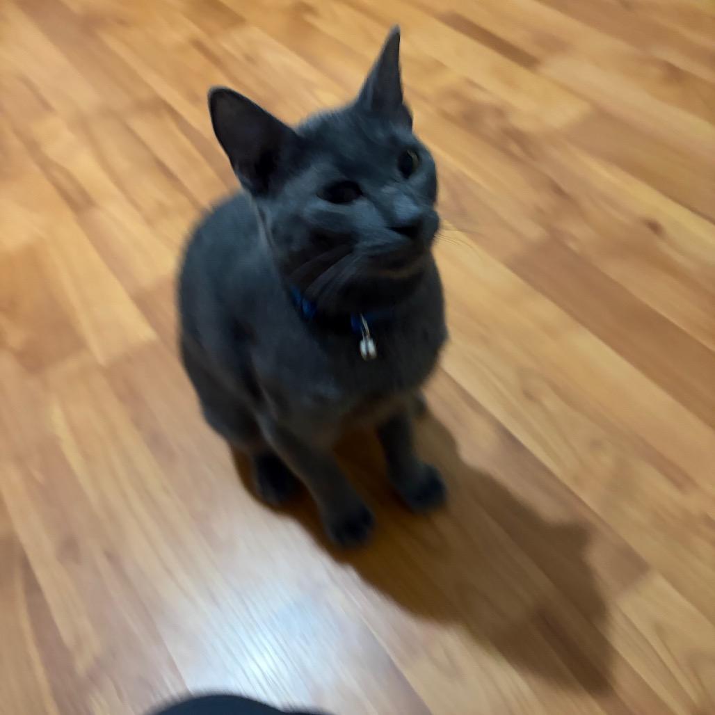 Enlarge Blinker Fluid, a Adoptable Domestic Short Hair in Wilmington, NC image 3/6