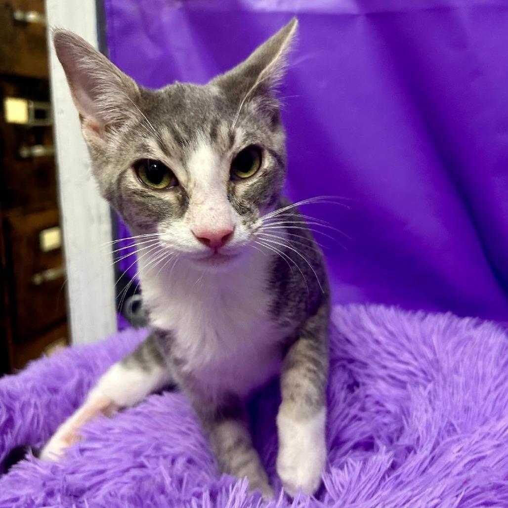 Orbit, Adoptable, Kitten Male Domestic Short Hair.