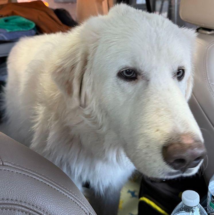 Twinkle Toes, an adopted Great Pyrenees in Larkspur, CO image 2/4