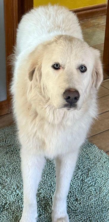 Twinkle Toes, an adopted Great Pyrenees in Larkspur, CO image 4/4