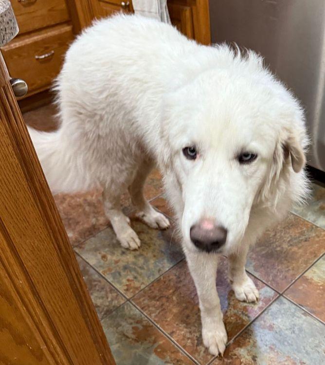 Twinkle Toes, an adopted Great Pyrenees in Larkspur, CO image 3/4