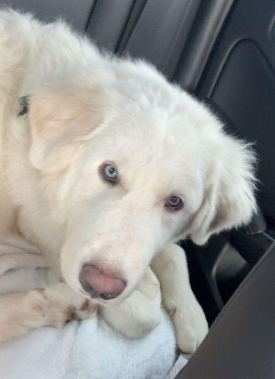 Twinkle Toes, an adopted Great Pyrenees in Larkspur, CO image 1/4