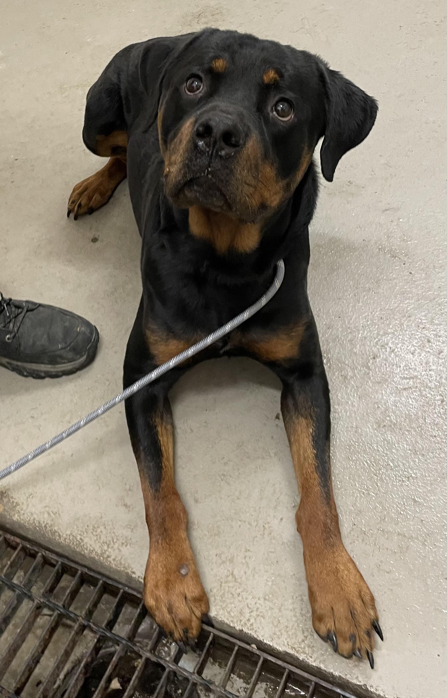 Enlarge Busta AVAILABLE, an adoptable Rottweiler in Canton, OH image 3/4