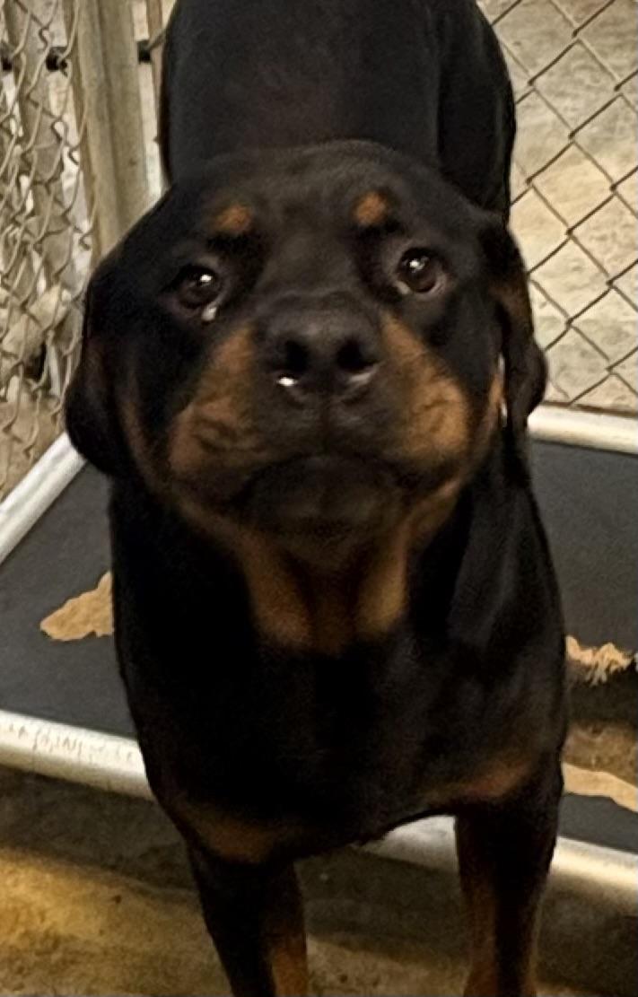 Enlarge Busta AVAILABLE, an adoptable Rottweiler in Canton, OH image 4/4