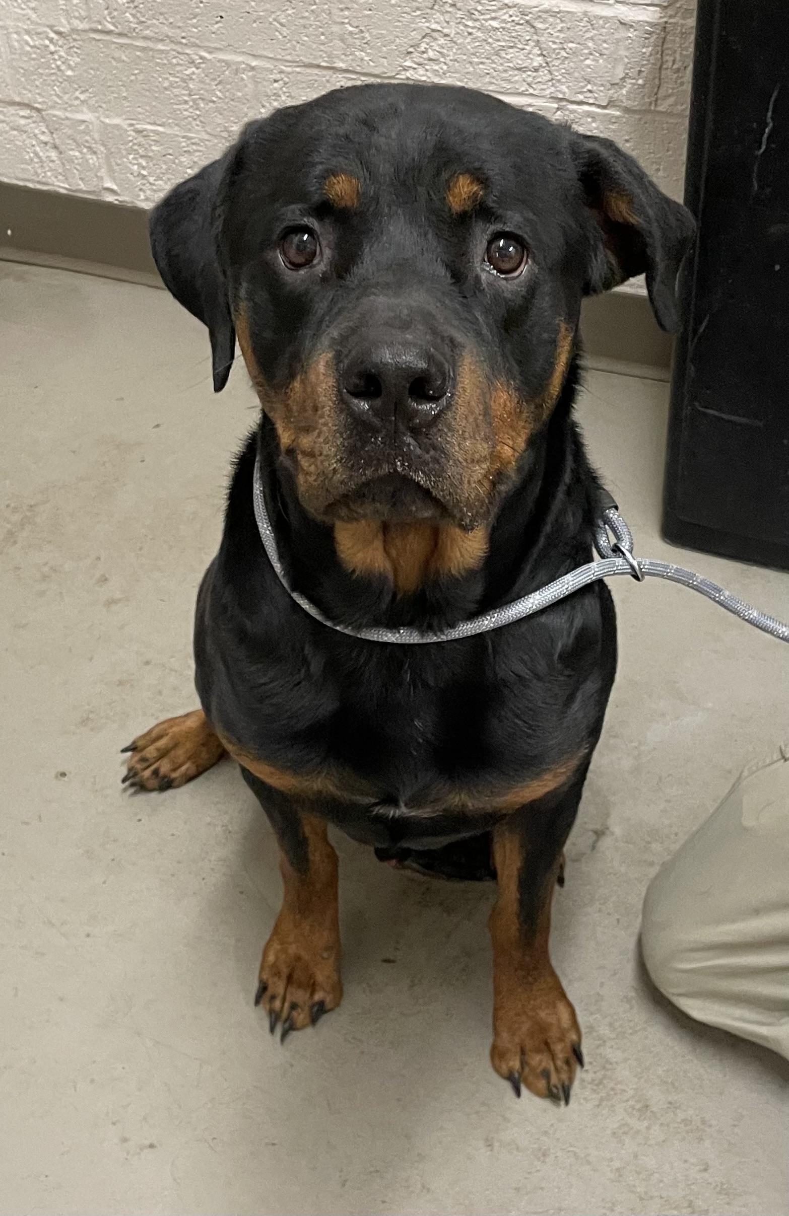 Busta AVAILABLE, adoptable, Adult Male Rottweiler.