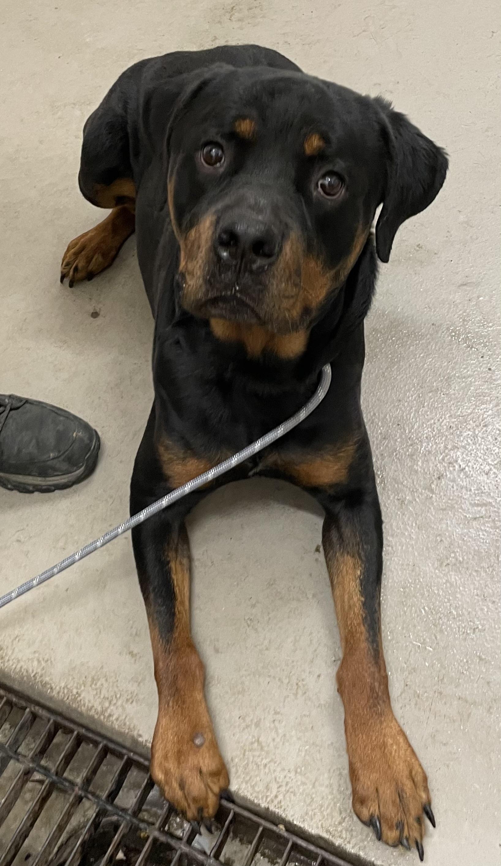 Enlarge Busta AVAILABLE, an adoptable Rottweiler in Canton, OH image 2/4