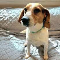 Cruz, Adoptable, Young Male Beagle.