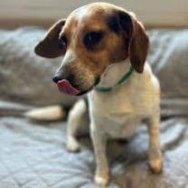 Enlarge Cruz, a Adoptable Beagle in Stratham, NH image 2/2