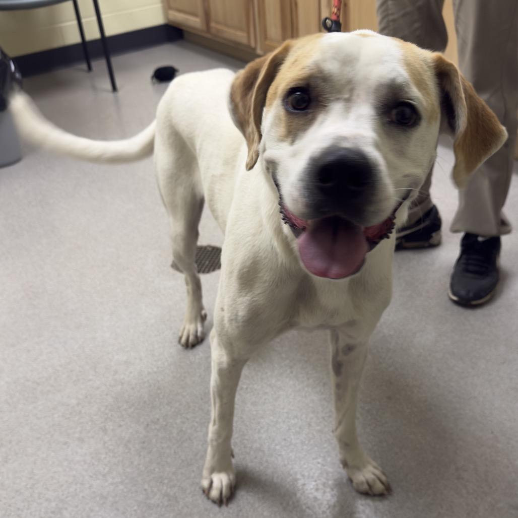 Hosie, Adoptable, Adult Female Mixed Breed.