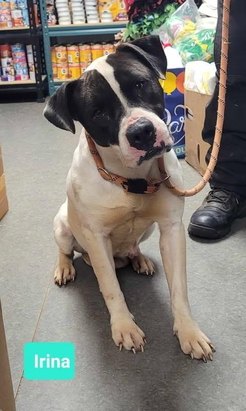 Irina-Sponsored, a Adoptable Pit Bull Terrier in Richmond, IN image 2/3